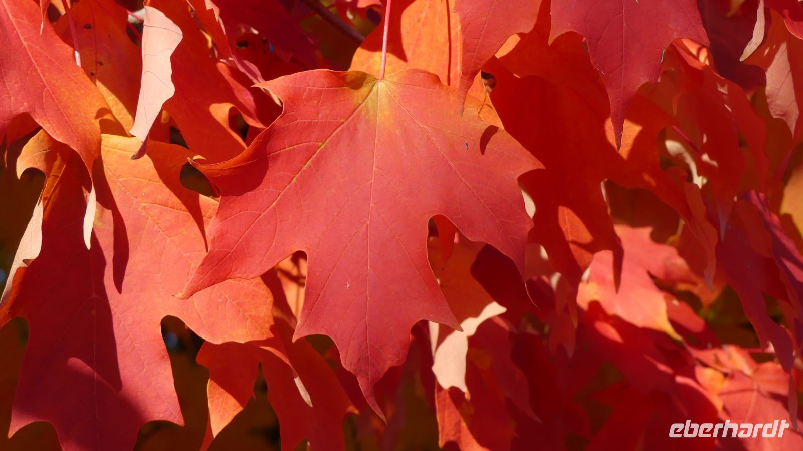 Ahorn im Indian Summer