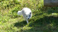 Omega Wildpark, Polarfuchs