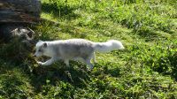 Omega Wildpark, Polarfuchs