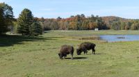 Omega Wildpark, Bisons