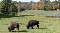 Omega Wildpark, Bisons