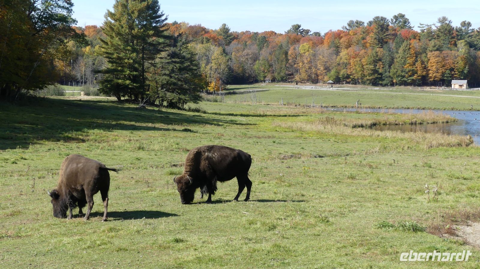Omega Wildpark, Bisons