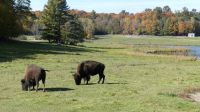 Omega Wildpark, Bisons