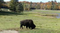 Omega Wildpark, Bison