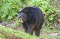 Omega Wildpark, Schwarzbär