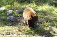 Omega Wildpark, Schwarzbär