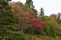 Ost-Kanada & USA - Bar Harbor - Acadia National Park (3)