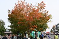 Ost-Kanada & USA - Bar Harbor (18)