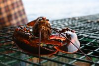 Ost-Kanada & USA - Kennebunkport - Lobster (1)