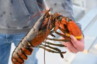 Ost-Kanada & USA - Kennebunkport - Lobster (3)