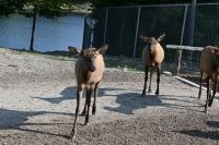 Ost-Kanada & USA - Montebello - Omega Park (2)