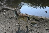 Ost-Kanada & USA - Montebello - Omega Park (4)