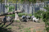 Ost-Kanada & USA - Montebello - Omega Park (6)