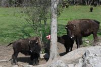 Ost-Kanada & USA - Montebello - Omega Park (8)