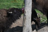 Ost-Kanada & USA - Montebello - Omega Park (9)