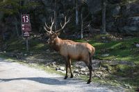 Ost-Kanada & USA - Montebello - Omega Park (10)