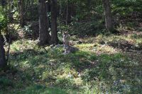 Ost-Kanada & USA - Montebello - Omega Park (11)