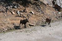 Ost-Kanada & USA - Montebello - Omega Park (12)