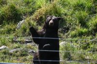 Ost-Kanada & USA - Montebello - Omega Park (13)