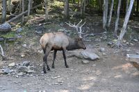 Ost-Kanada & USA - Montebello - Omega Park (14)