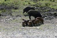 Ost-Kanada & USA - Montebello - Omega Park (15)