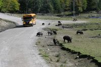 Ost-Kanada & USA - Montebello - Omega Park (16)