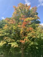 Indian Summer, Ottawa