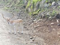 Omega NP, Montebello