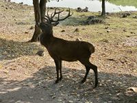 Omega NP, Montebello