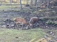 Omega NP, Montebello