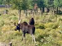 Omega NP, Montebello