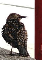 Kanadischer Star beäugt uns am CN Tower in Toronto