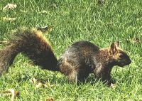 Kanadisches Eichhörnchen