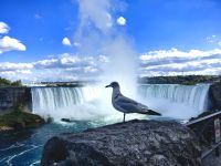 Möwe Jonathan an den Hufeisenwasserfällen, Niagara