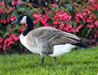 Kanadische Gans an den Niagarafällen