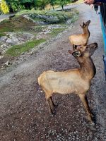 Wildlife im Omega Parc (1)