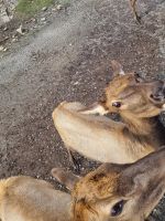 Wildlife im Omega Parc (2)