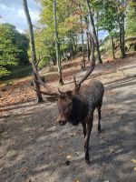 Wildlife im Omega Parc (4)