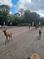 Wildlife im Omega Parc (7)
