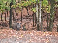 Wildlife im Omega Parc (9)