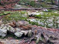 Wildlife im Omega Parc (10)