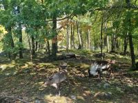 Wildlife im Omega Parc (12)