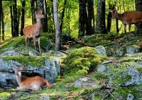 Wildlife im Omega Parc (15)