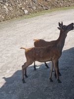 Wildlife im Omega Parc (16)