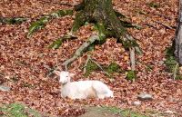 Wildlife im Omega Parc (17)