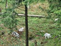 Wildlife im Omega Parc (18)