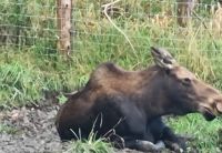 Wildlife im Omega Parc (19)