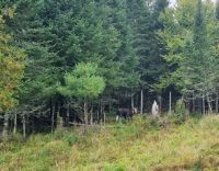 Wildlife im Omega Parc (20)