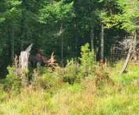 Wildlife im Omega Parc (21)