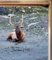 Wildlife im Omega Parc (25)